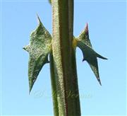  Stipules